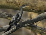 Reed Cormorant - Afrikaanse Dwergaalscholver - Cormoran africain
