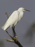 Little Egret - Kleine Zilverreiger - Aigrette garzette