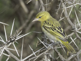 Lesser Masked Weaver - Kleine Textorwever - Tisserin intermédiaire (f)