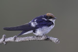 Wire-tailed Swallow - Roodkruinzwaluw - Hirondelle  longs brins