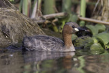 Little Grebe - Dodaars - Grèbe castagneux