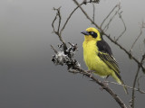 Baglafecht Weaver - Baglafechtwever - Tisserin baglafecht (m)