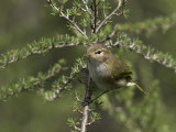 Brown Woodland Warbler - Rüppells Boszanger - Pouillot ombré