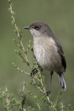 Moorland Chat - Tanzaniaanse Spekvreter - Traquet afroalpin