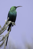Malachite Sunbird - Emeraldhoningzuiger - Souimanga malachite (m)