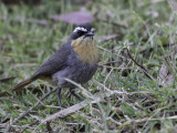 Cape Robin-Chat - Kaapse Lawaaimaker - Cossyphe du Cap