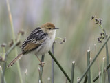 Levaillant's Cisticola - Valleigraszanger - Cisticole à sonnette
