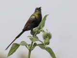 Bronzy Sunbird - Bronshoningzuiger - Souimanga bronzé (m)