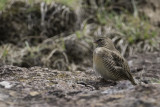 Quailfinch - Kwartelastrild - Astrild-caille à lunettes (f)
