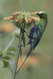 Malachite Sunbird - Emeraldhoningzuiger - Souimanga malachite (m)