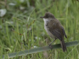 Lesser Swamp Warbler - Kaapse Rietzanger - Rousserolle à bec fin