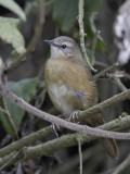 Cinnamon Bracken Warbler - Kaneelstruikzanger - Bouscarle cannelle