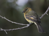 Cinnamon Flycatcher - Kaneeltiran - Moucherolle cannelle