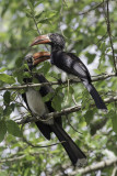 Crowned Hornbill - Kuiftok - Calao couronn