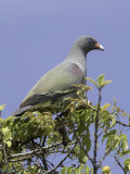Pemba Green Pigeon - Pembapapegaaiduif - Colombar de Pemba