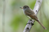 Rufous-tailed Flycatcher - Oranjestaarttiran - Tyran  queue rousse