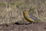 Bright-rumped Yellow Finch - Grijsrugsaffraangors - Sicale à croupion jaune (f)