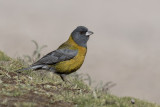 Peruvian Sierra Finch - Punasierragors - Phrygile du Pérou