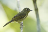 Olive-striped Flycatcher - Olijfstreeppipratiran - Pipromorphe olive