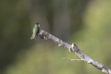 Green-and-white Hummingbird - Groen-witte Amazilia - Ariane du Pérou