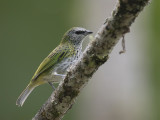 Spotted Tanager - Druppeltangare - Calliste syacou