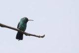 Blue-tailed Emerald - Blauwstaartsmaragdkolibrie - Émeraude orvert