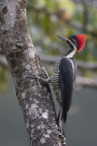Lineated Woodpecker - Gestreepte Helmspecht - Pic ouentou (f)
