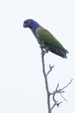 Blue-headed Parrot - Zwartoormargrietje - Pione à tête bleue
