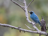 Swallow Tanager - Zwaluwtangare - Tersine hirondelle (m)