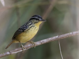 Yellow-breasted Warbling Antbird - Geelborstorpheusmierkruiper - Alapi soufré