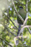 Andean Motmot - Hooglandmotmot - Motmot d'Équateur