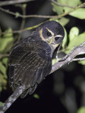 Band-bellied Owl - Gestreepte Maskeruil - Chouette à collier