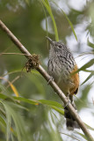 Streak-headed Antbird - Chapmans Miervogel - Grisin de Chapman