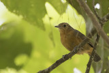 Slaty Antwren - Leigrijze Miersluiper - Myrmidon ardoisé (f)