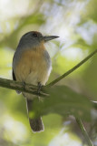 Rufous-capped Nunlet - Zuidelijke Grijswangtrappist - Barbacou à couronne rousse