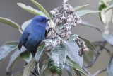 Tit-like Dacnis - Meespitpit - Xénodacnis mésange (m)