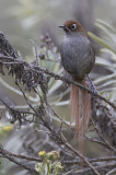 Eye-ringed Thistletail - Oogringdistelstaart - Synallaxe à lunettes