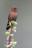 Coppery Metaltail - Koperglansstaartkolibrie - Mtallure de Thrse