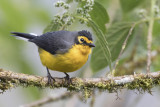 Spectacled Whitestart - Brilzanger - Paruline  lunettes