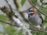 Rufous-collared Sparrow - Roodkraaggors - Bruant chingolo