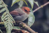 Rufous-headed Pygmy Tyrant - Roodkopdwergtiran - Tyranneau  tte rousse