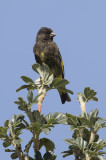 Black Siskin - Zwarte Sijs - Chardonneret noir (m)