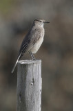 Black-billed Shrike-Tyrant - Zwartbekklauwiertiran - Gaucho  bec noir