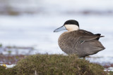 Puna Teal - Punataling - Sarcelle du puna