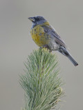 Peruvian Sierra Finch - Punasierragors - Phrygile du Prou