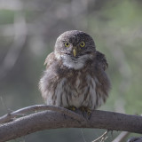Pacific Pygmy Owl - Peruaanse Dwerguil - Chevchette du Prou
