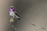 Peruvian Sheartail - Peruaanse Schaarstaartkolibrie - Colibri cora (m)