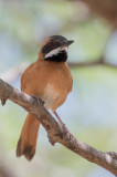 White-whiskered Spinetail - Zwartoorstekelstaart - Synallaxe  moustaches