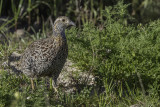 Grey-winged Francolin - Grijsvleugelfrankolijn - Francolin  ailes grises