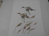 Northern Pintails Print